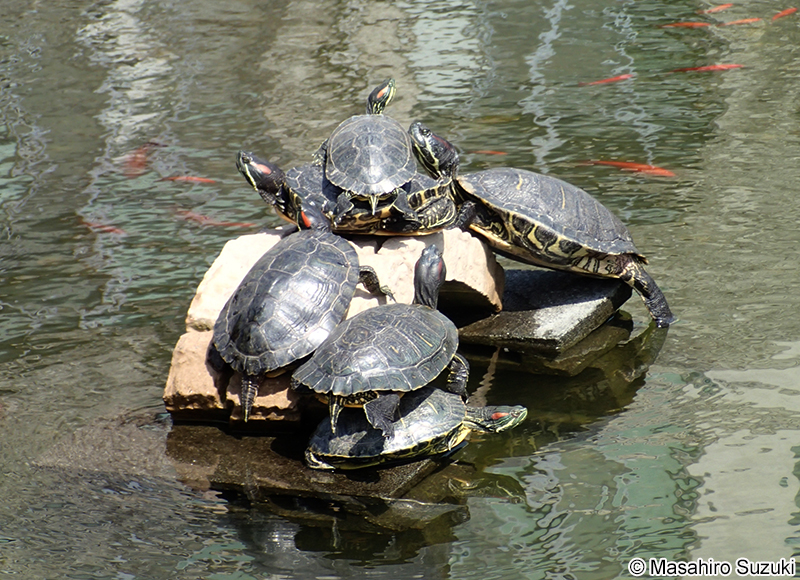 ミシシッピアカミミガメ Trachemys scripta elegans