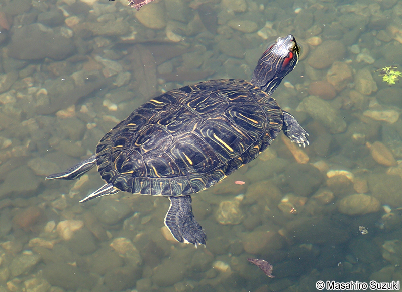 ミシシッピアカミミガメ Trachemys scripta elegans