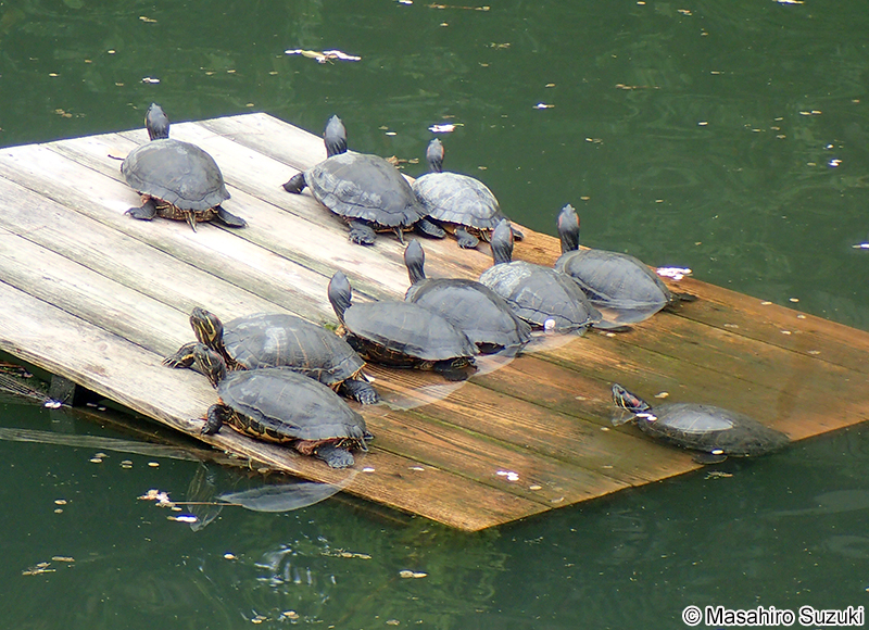 ミシシッピアカミミガメ Trachemys scripta elegans