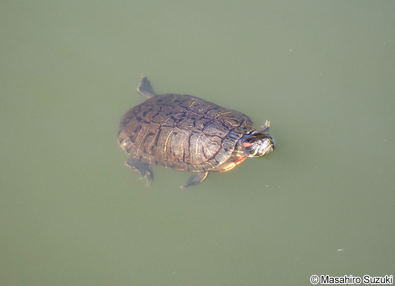 ミシシッピアカミミガメ Trachemys scripta elegans