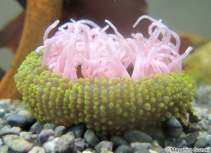 ミドリイソギンチャク Anthopleura fuscoviridis