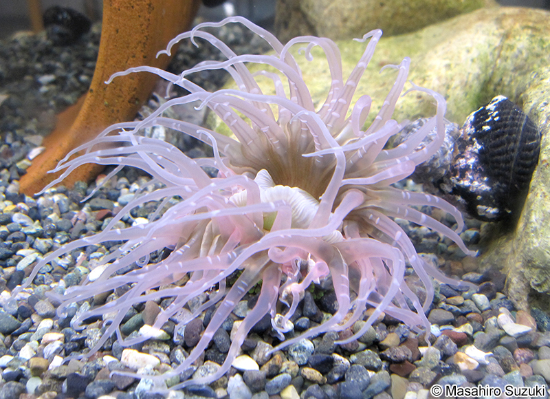 ミドリイソギンチャク Anthopleura fuscoviridis