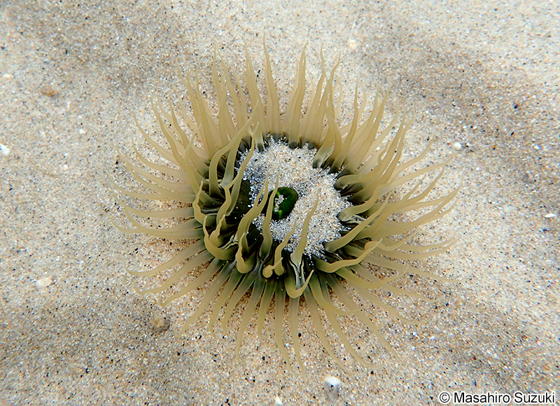 ミドリイソギンチャク Anthopleura fuscoviridis