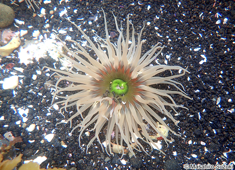 ミドリイソギンチャク Anthopleura fuscoviridis