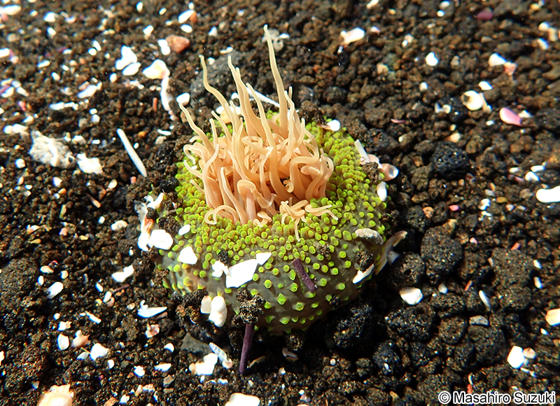 ミドリイソギンチャク Anthopleura fuscoviridis