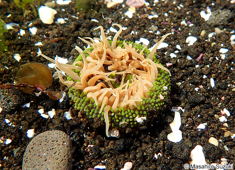 ミドリイソギンチャク Anthopleura fuscoviridis