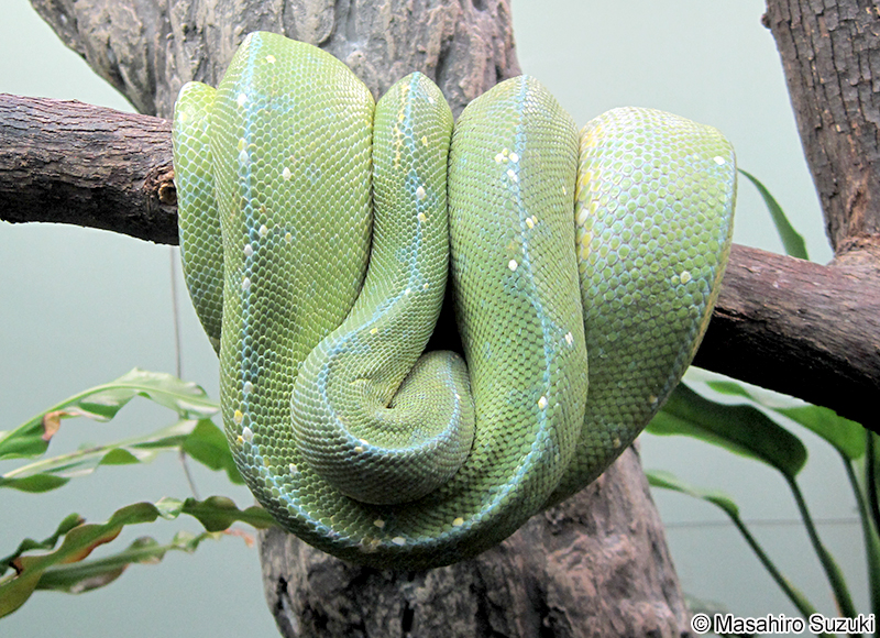 ミドリニシキヘビ Morelia viridis
