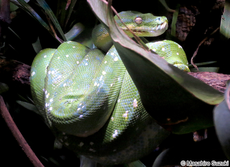 ミドリニシキヘビ Morelia viridis