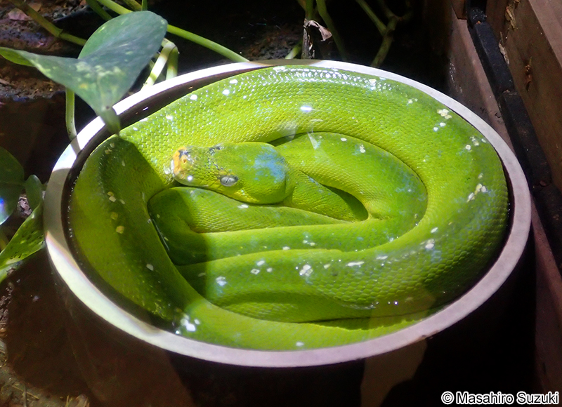 ミドリニシキヘビ Morelia viridis