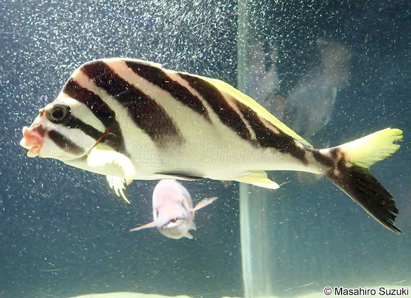 ミギマキ Cheilodactylus zebra