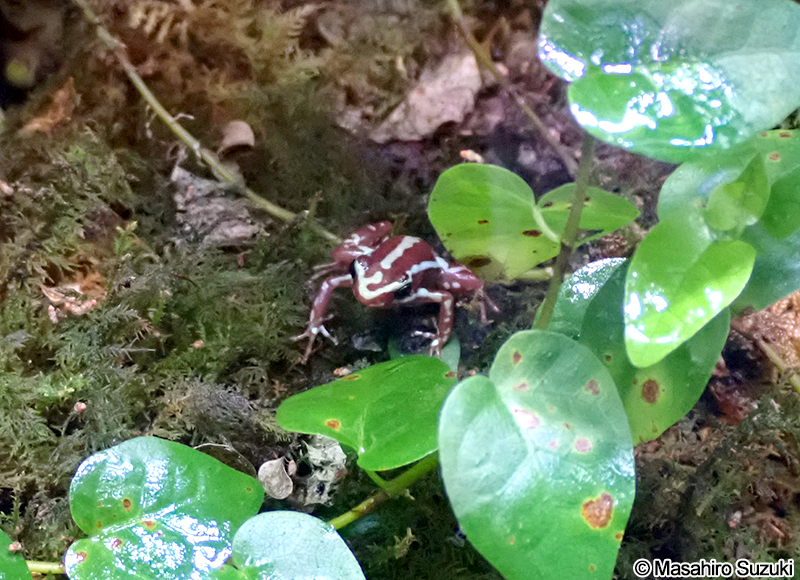 ミイロヤドクガエル Epipedobates tricolor