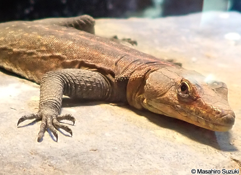 ミカドヒラタトカゲ Platysaurus imperator