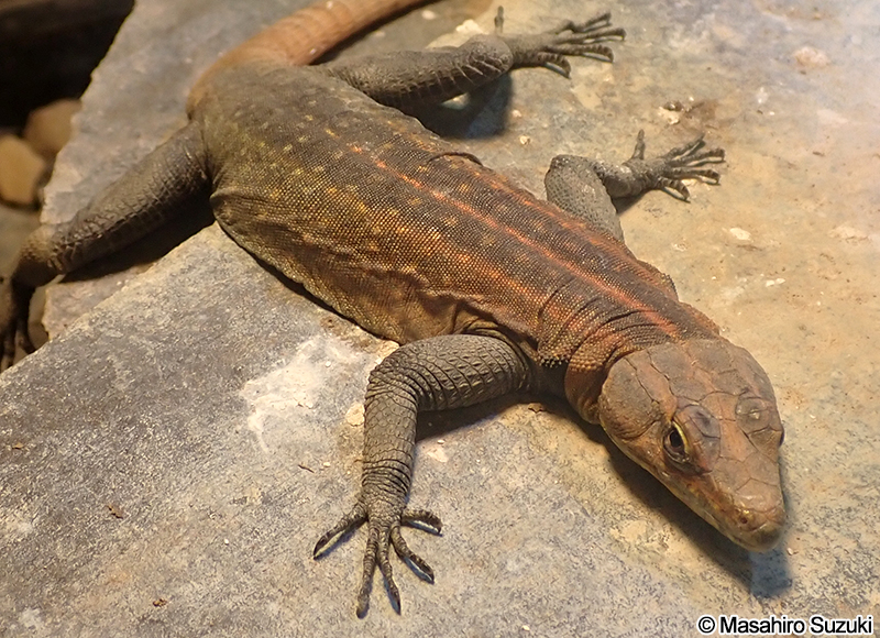 ミカドヒラタトカゲ Platysaurus imperator