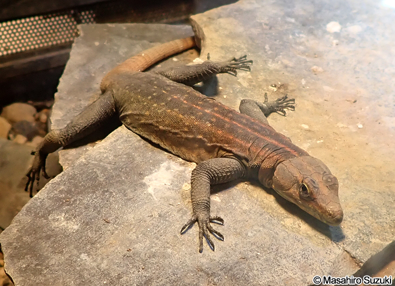 ミカドヒラタトカゲ Platysaurus imperator
