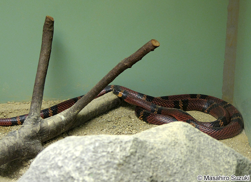 ミルクヘビ Lampropeltis triangulum