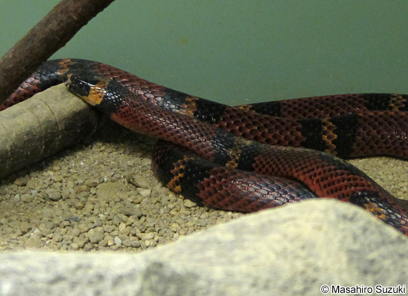 ミルクヘビ Lampropeltis triangulum
