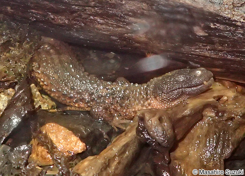 ミミナシオオトカゲ Lanthanotus borneensis