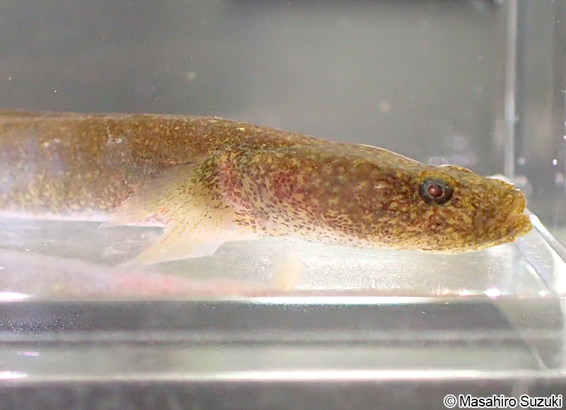 ミミズハゼ属の1種 Luciogobius sp.
