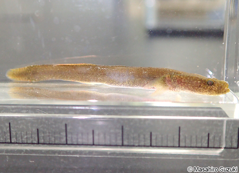 ミミズハゼ属の1種 Luciogobius sp.