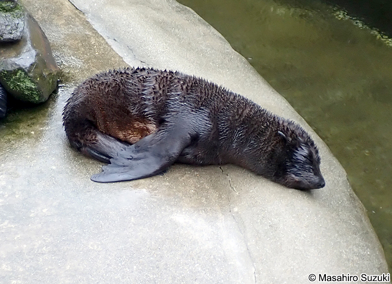 ミナミアメリカオットセイ Arctocephalus australis
