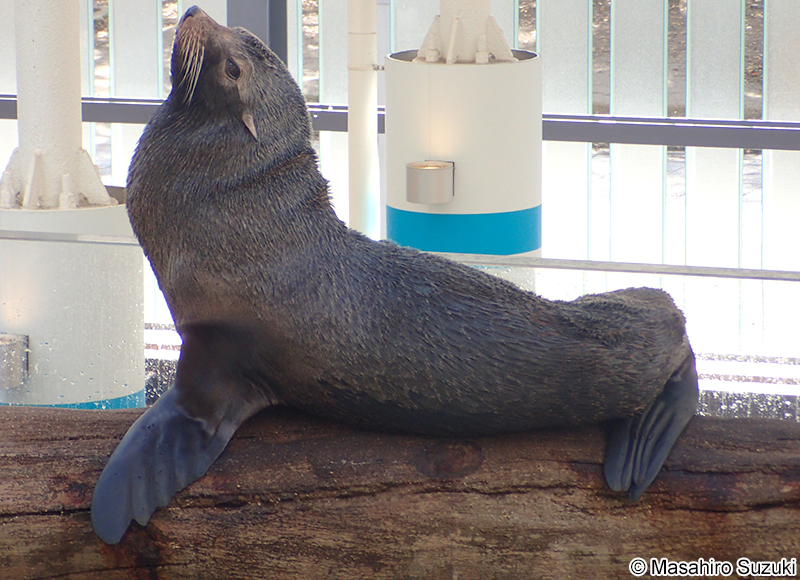 ミナミアメリカオットセイ Arctocephalus australis