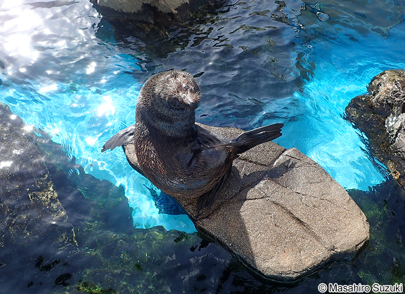 ミナミアメリカオットセイ Arctocephalus australis
