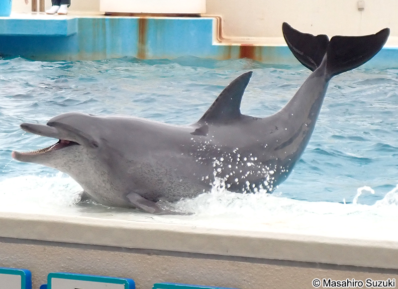 ミナミハンドウイルカ Tursiops aduncus