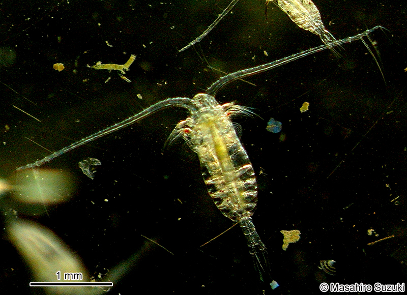 ミナミヒゲミジンコ Calanus sinicus