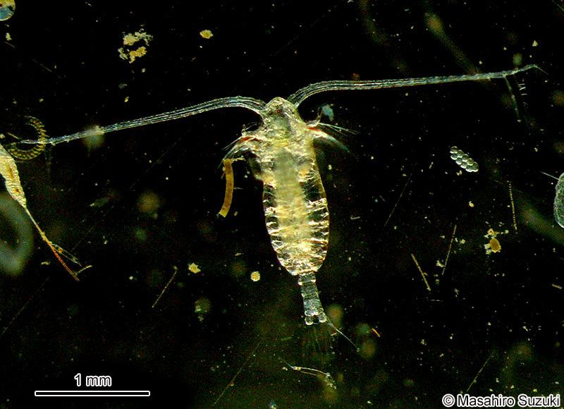 ミナミヒゲミジンコ Calanus sinicus