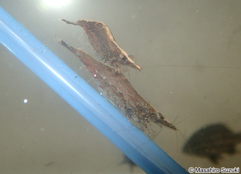 ヌマエビ科の1種 Atyidae