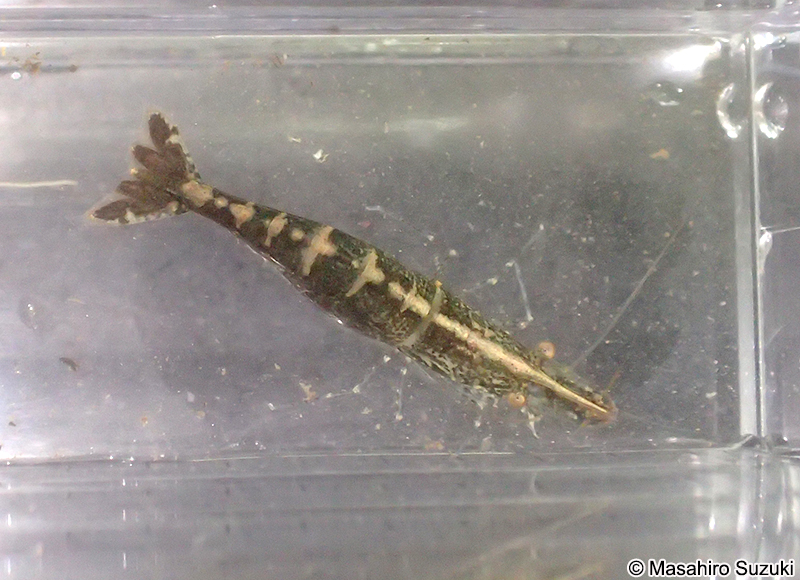 ヌマエビ科の1種 Atyidae