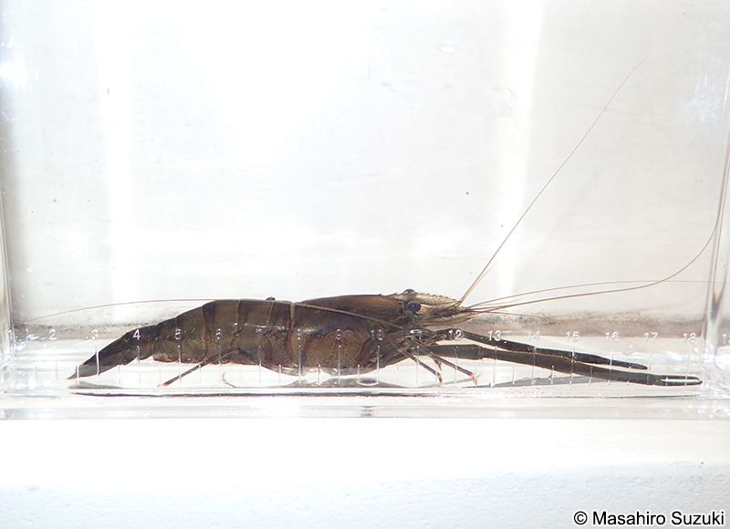 ミナミテナガエビ Macrobrachium formosense