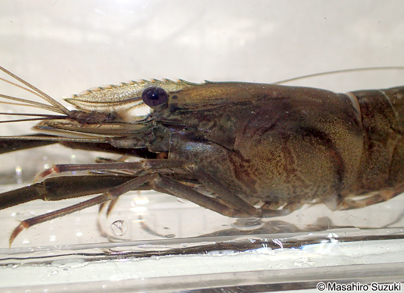 ミナミテナガエビ Macrobrachium formosense