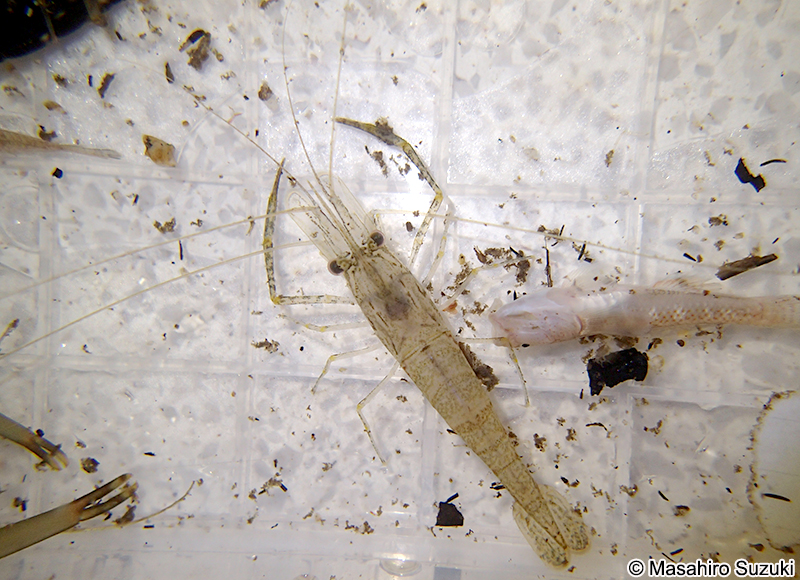ミナミテナガエビ Macrobrachium formosense