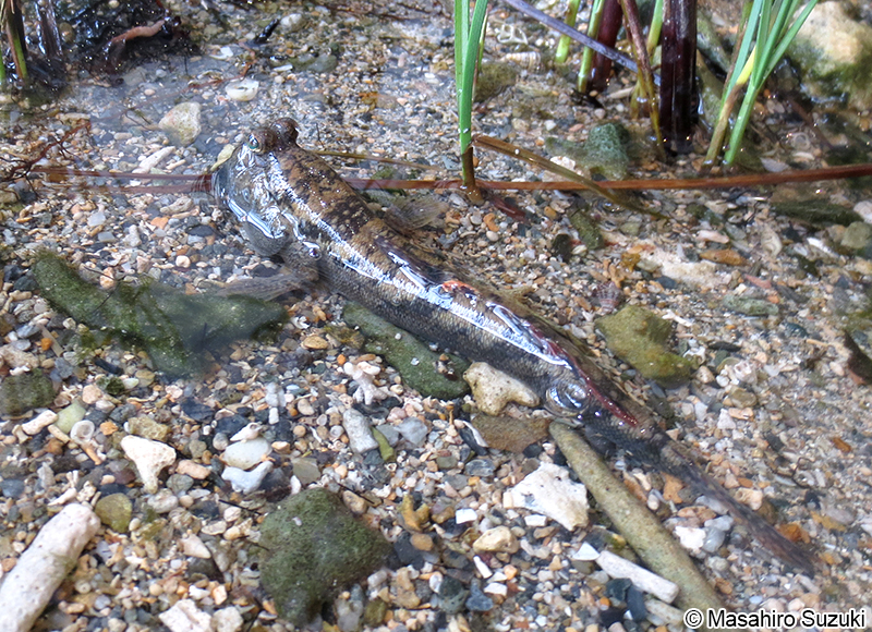 ミナミトビハゼ Periophthalmus argentilineatus