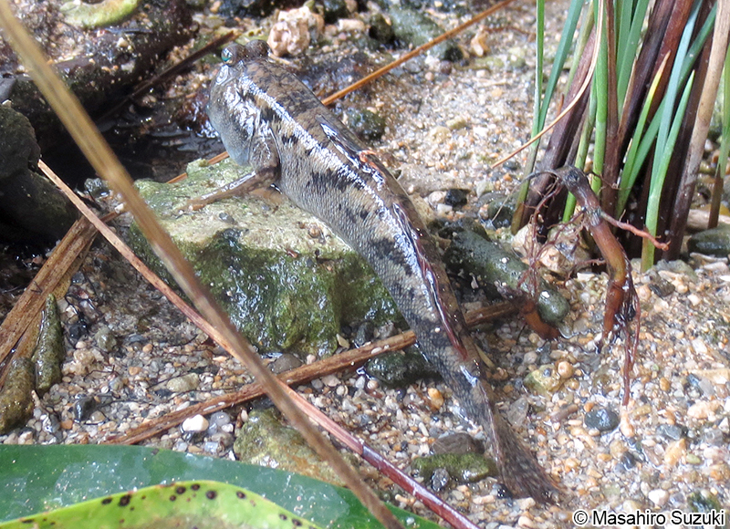 ミナミトビハゼ Periophthalmus argentilineatus