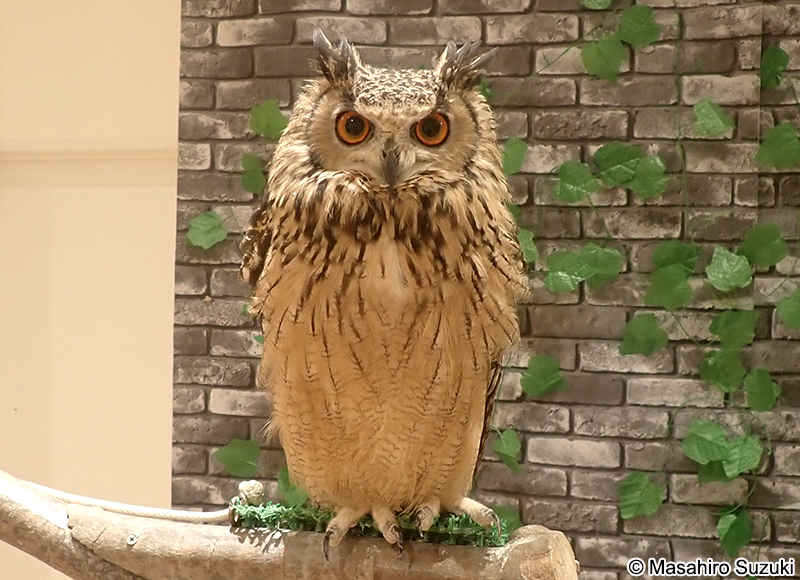 ミナミワシミミズク（ベンガルワシミミズク） Bubo bengalensis