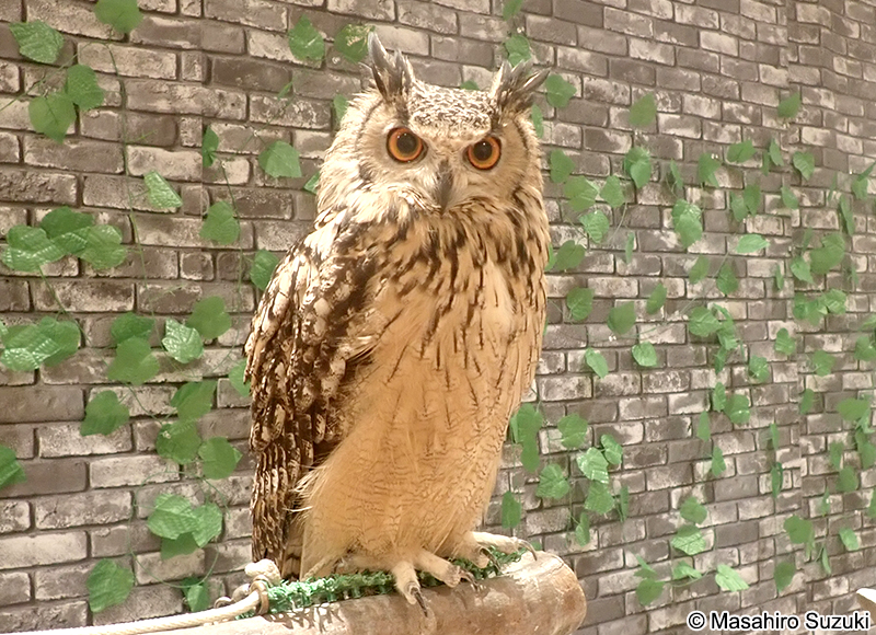 ミナミワシミミズク（ベンガルワシミミズク） Bubo bengalensis