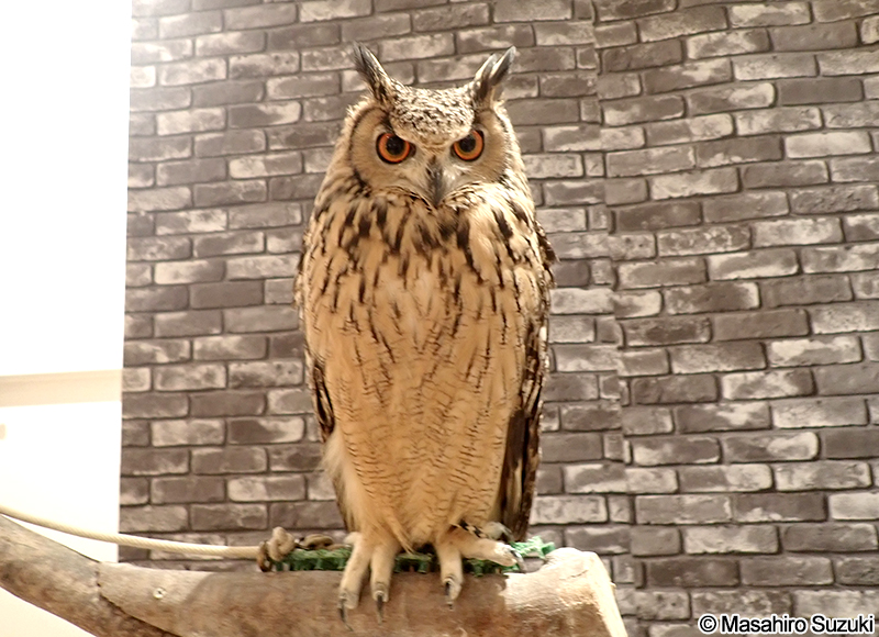 ミナミワシミミズク（ベンガルワシミミズク） Bubo bengalensis