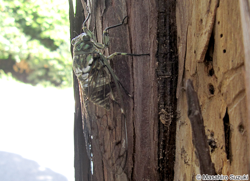 ミンミンゼミ Hyalessa maculaticollis