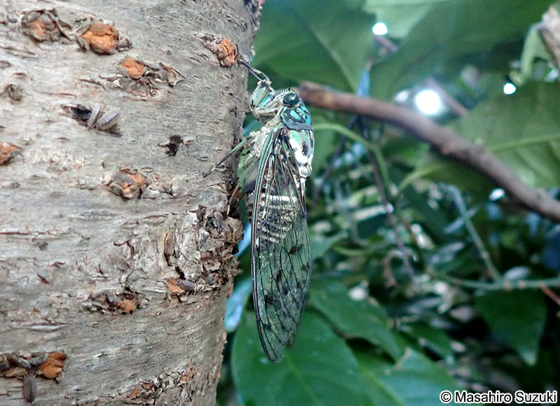 ミンミンゼミ Hyalessa maculaticollis