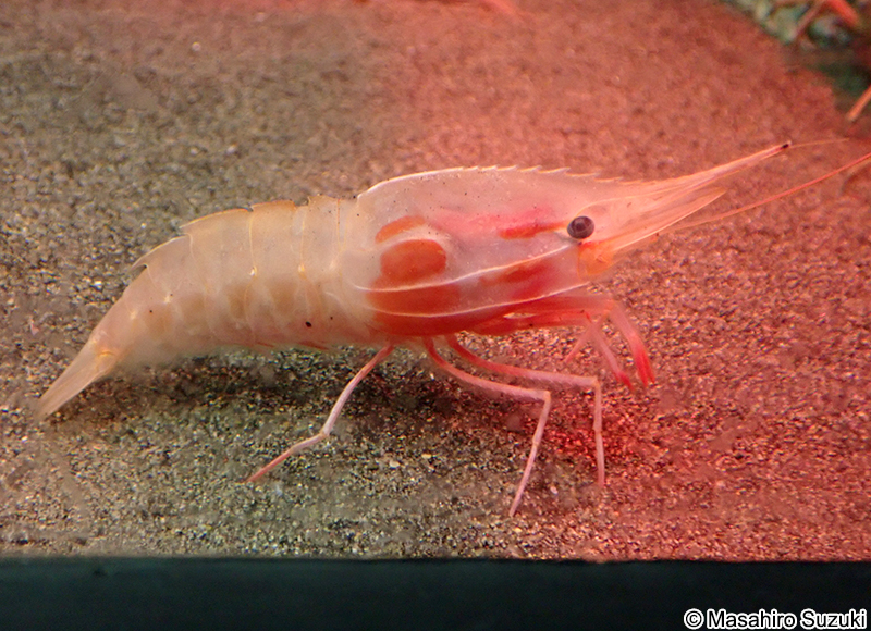 ミノエビ Heterocarpus hayashii