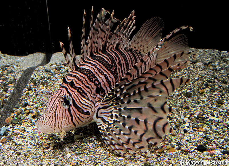 ミノカサゴ Pterois lunulata