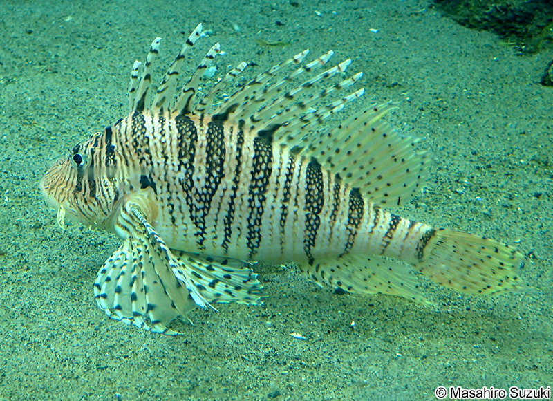 ミノカサゴ Pterois lunulata