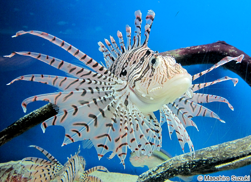 ミノカサゴ Pterois lunulata