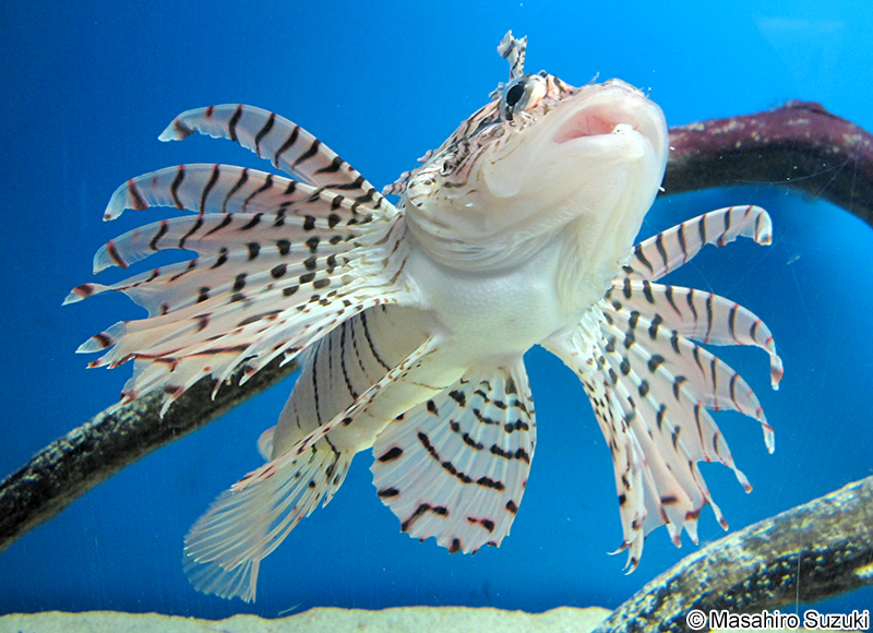 ミノカサゴ Pterois lunulata