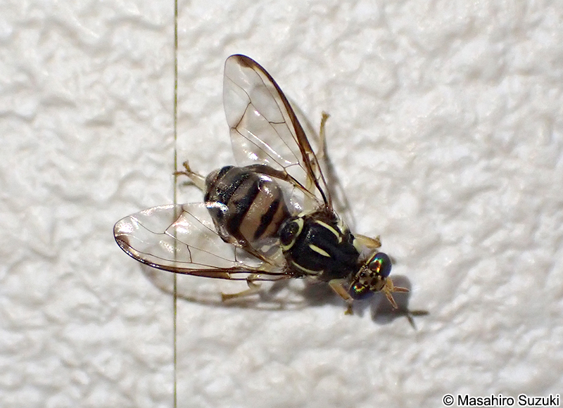 ミスジミバエ Zeugodacus scutellatus
