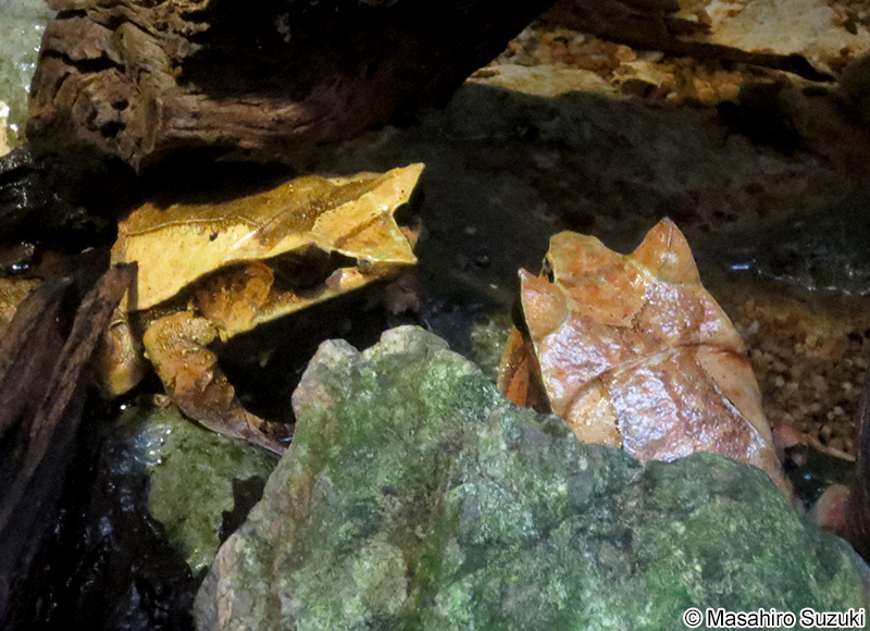 ミツヅノコノハガエル Megophrys nasuta
