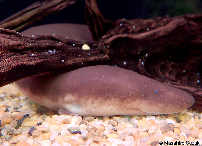 ミツユビアンフューマ Amphiuma tridactylum