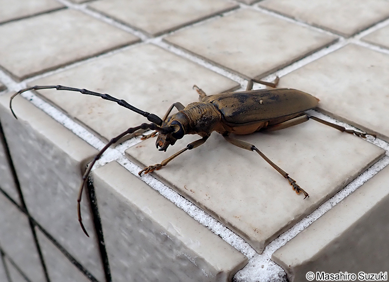 ミヤマカミキリ Neocerambyx raddei